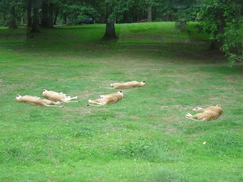 Longleat House & Safari Park