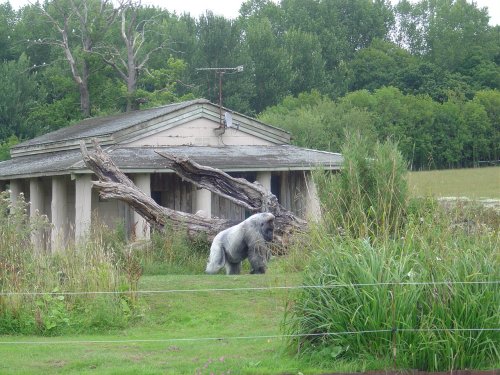 Longleat House & Safari Park