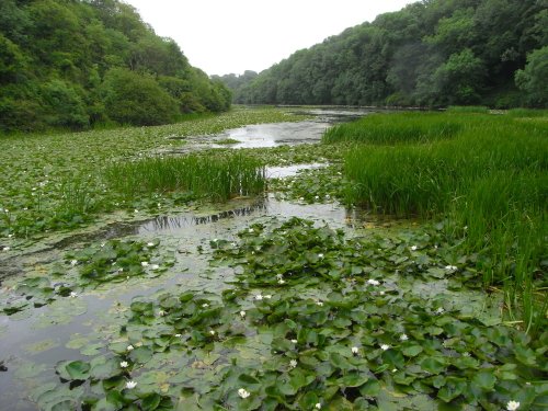 BOSHERSTON LILY PONDS