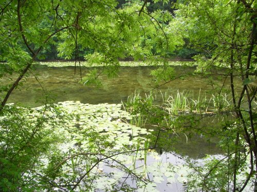 BOSHERSTON LILY PONDS
