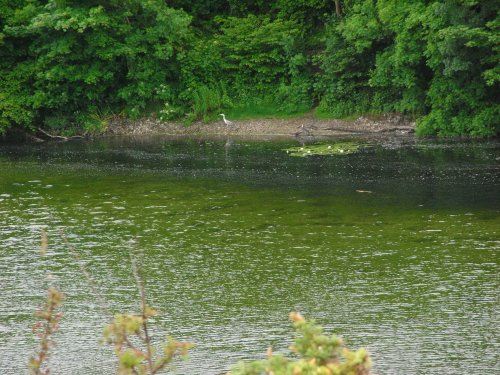 BOSHERSTON LILY PONDS