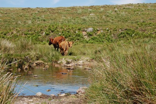 Dartmoor National Park