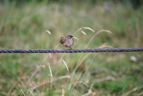 Wren Chick
