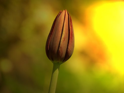 Tulip bud