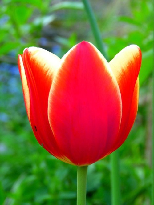 Tulip
