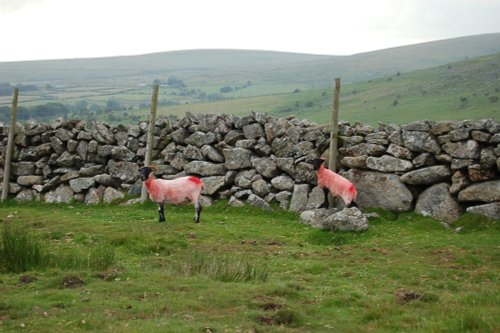 Dartmoor National Park