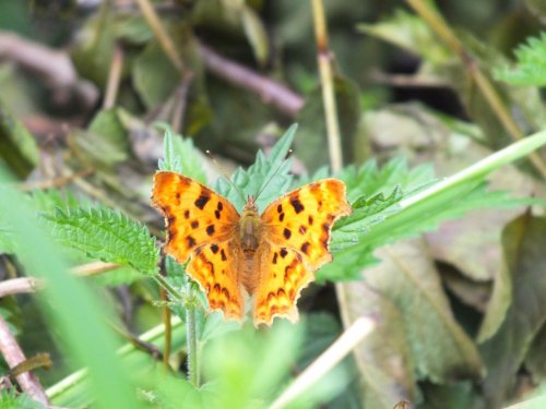 Female Comma butterfly
