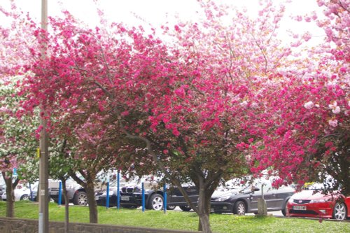 Cherry Blossom - Spring 2011
