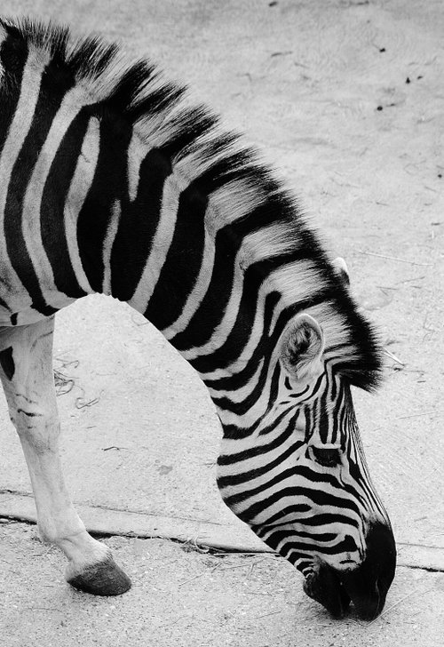Zebra