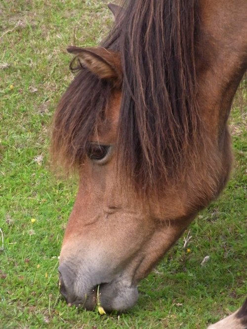 Grazing Pony