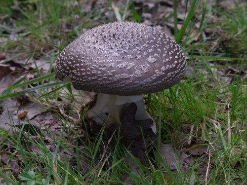 Magic Mushroom?