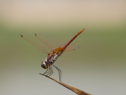 Dragon fly