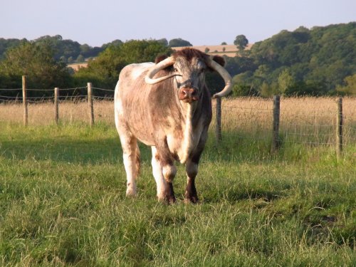 Fred the Rare Breed Longhorn