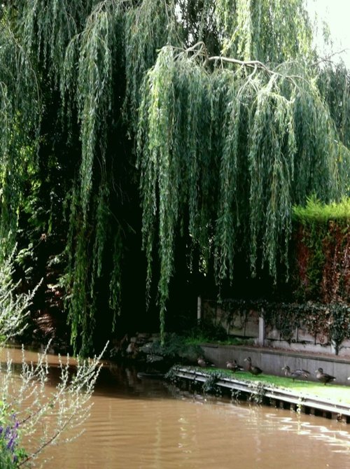 A walk along the canal in summer