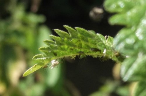 A walk along the canal in summer