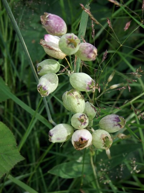 A walk along the canal in summer