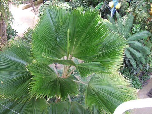 Kew Royal Botanical Gardens