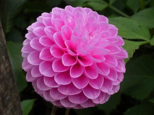 Pompom Dahlia