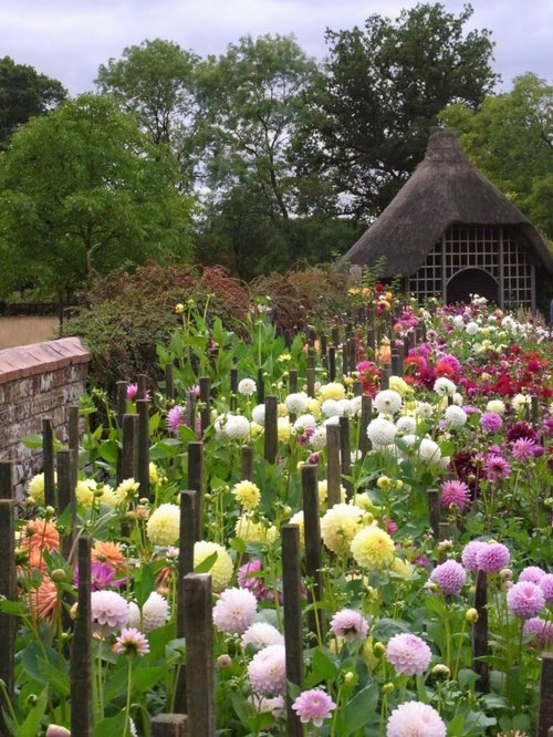 The Dahlia Border
