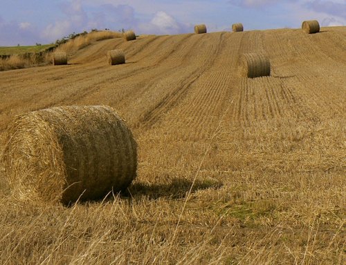 A field of Hay Bales