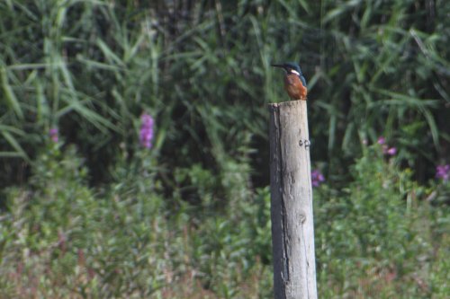 kingfisher