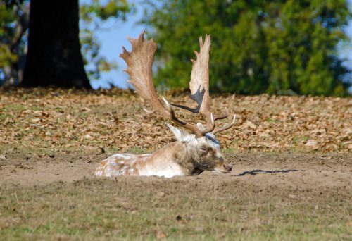 Knole House & Deer Park
