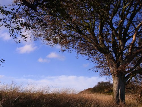 Autumn tree, Burdale