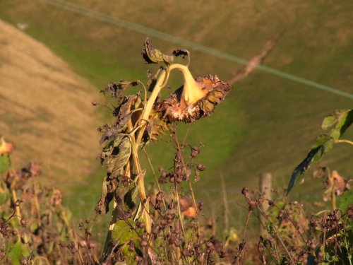 Sunflowers in the Dales