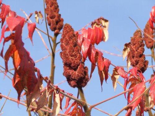 London Wetland Centre