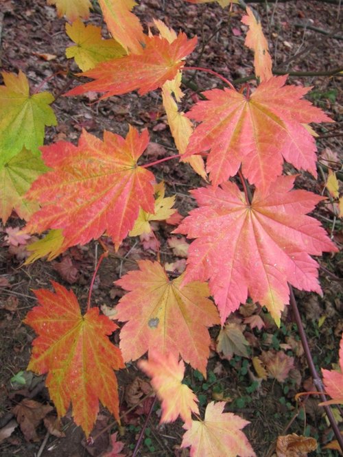 Westonbirt Arboretum