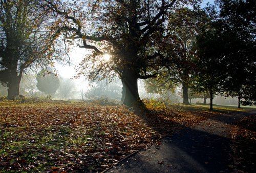 Autumn in the Park