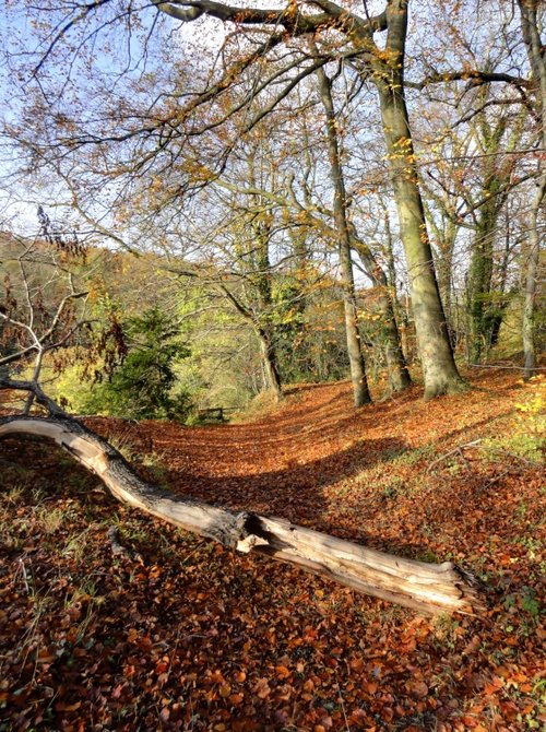 Woods at Roche Abbey