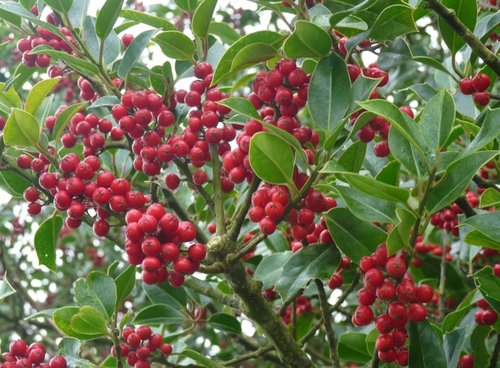 More Holly Berries