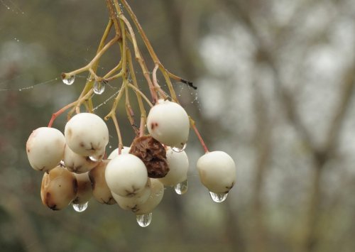 Berries in suspense, Hillesden, Bucks