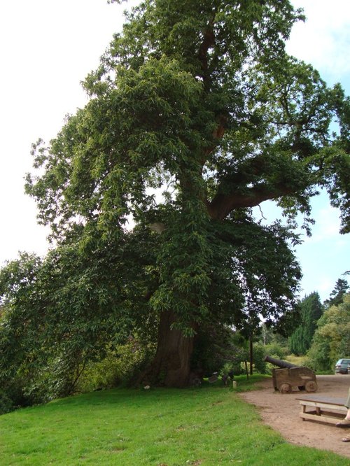 The chestnut tree (Tom Fool's Tree) in front of Muncaster Castle