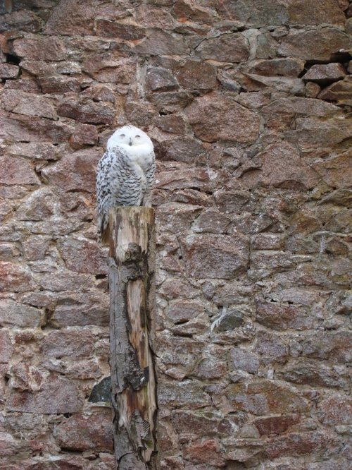 Muncaster Castle, World Owl Centre