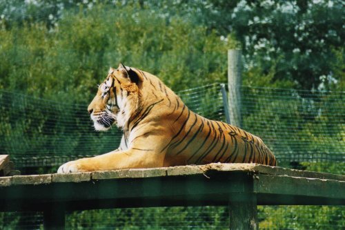 South Lakes Wild Animal Park, Dalton-in-Furness