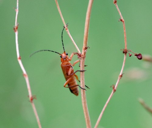 Beetle on Button Common