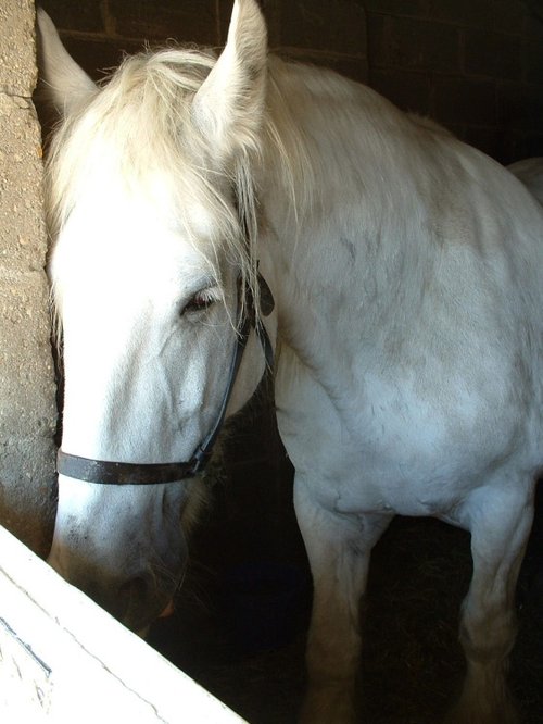 The Hillside Animal & Shire Horse Sanctuary