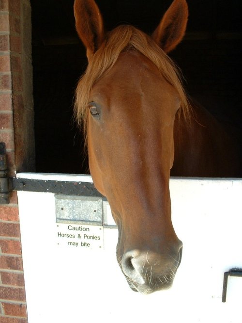 The Hillside Animal & Shire Horse Sanctuary