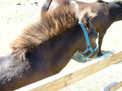The Hillside Animal & Shire Horse Sanctuary