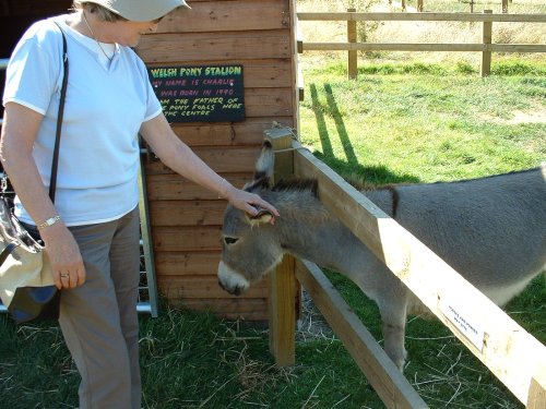 The Hillside Animal & Shire Horse Sanctuary