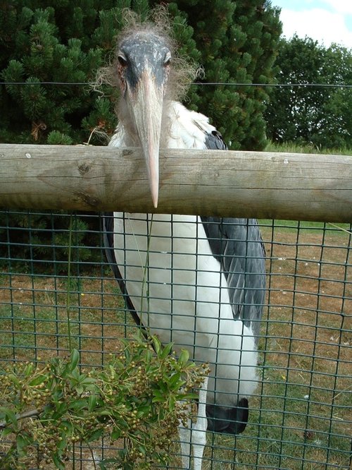 Pensthorpe Waterfowl Park & Nature Reserve