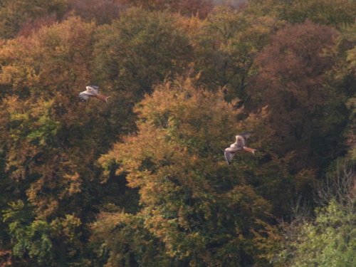 Red Kites in flight