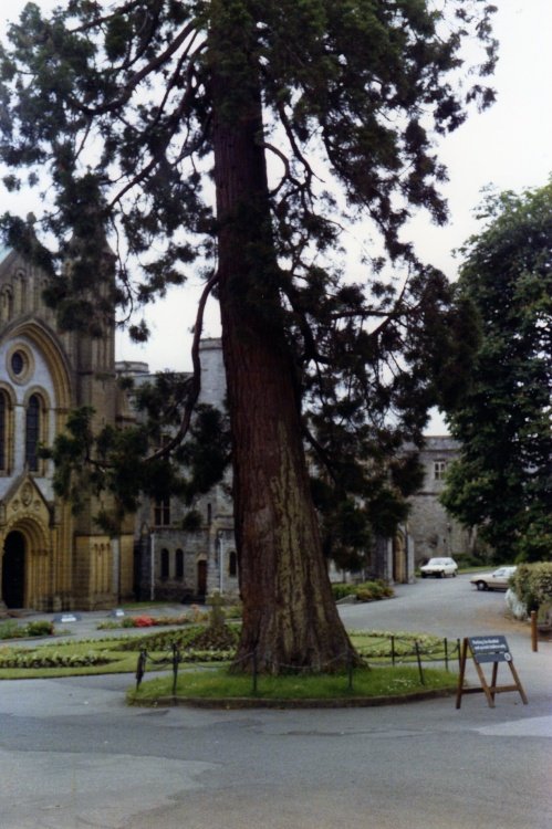 Buckfast Abbey