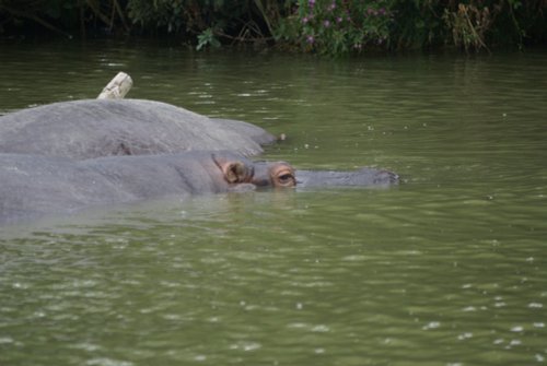 Longleat House & Safari Park