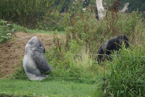 Longleat House & Safari Park