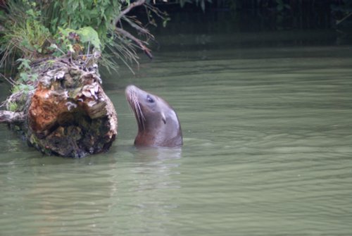 Longleat House & Safari Park