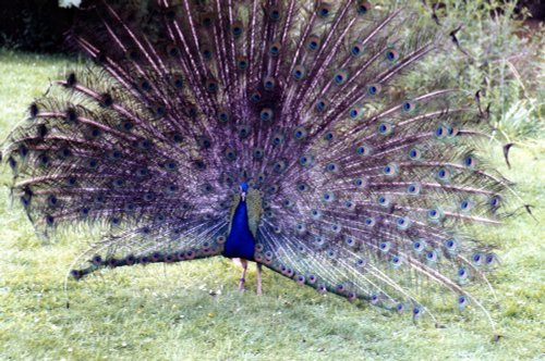 South Lakes Wild Animal Park, Dalton-in-Furness