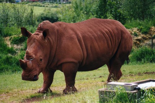 South Lakes Wild Animal Park, Dalton-in-Furness